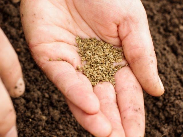 a preson planting carrot seeds