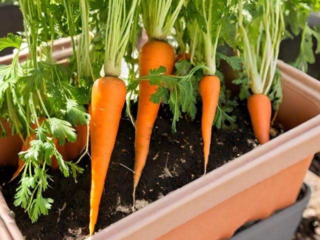 mulltiple carrots getting harvested out of a container