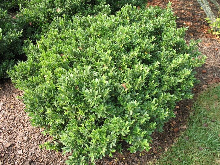 one small and low growing evergreen bush