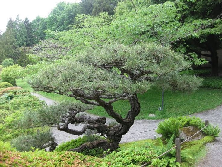 a typical Japanese Black Pine tree with green pines