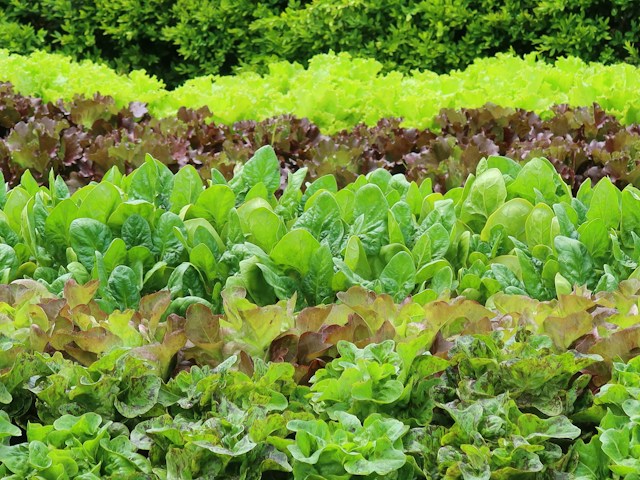 multiple Romaine Lettuce and other lettuce plants together