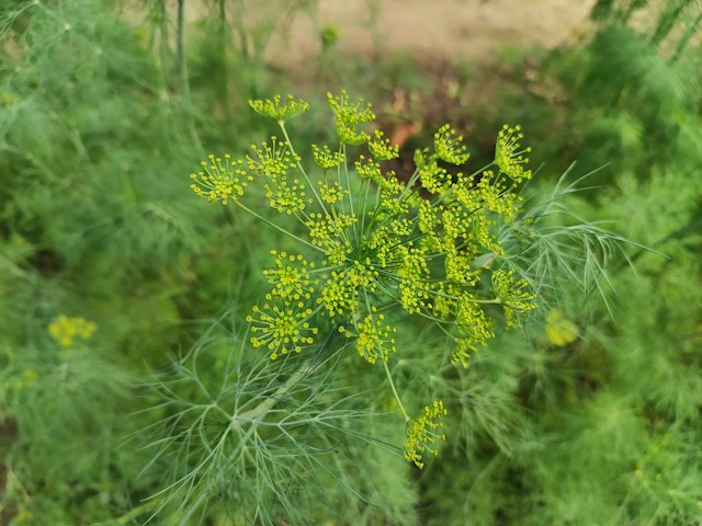 a Dill herb which is growing well