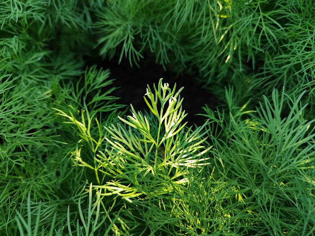multipe Dill garden bed plants with long tems