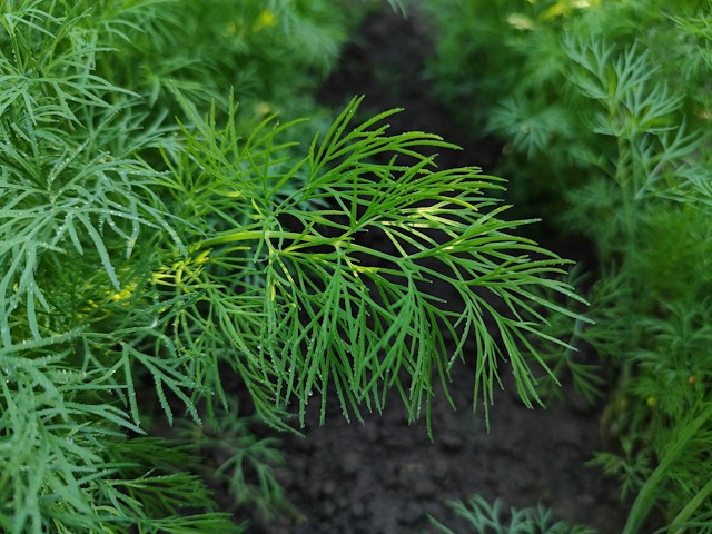 a green Dill plant growing well in a container
