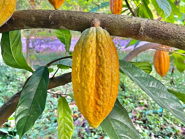 a South American Cacao plant