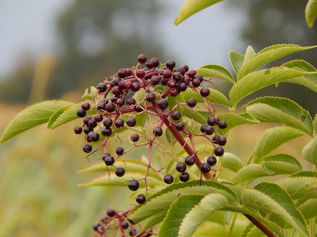 an American Elderberry bush with a fast growing foliage