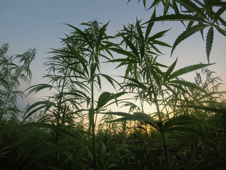 a field of hemp leaves and a sunset