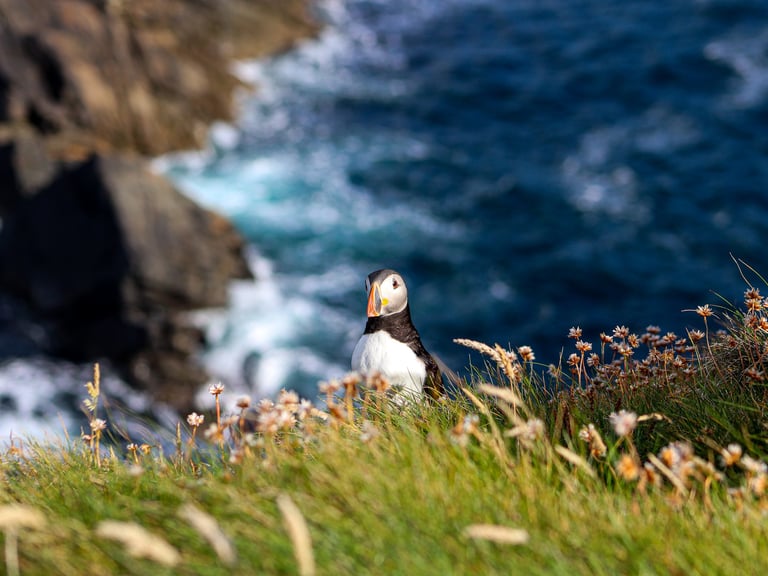 Papegaaiduikers Shetland