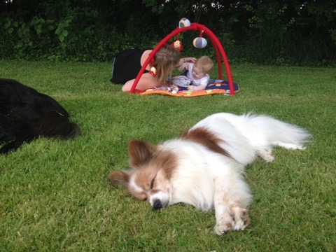 chien communication animale 44 loire atlantique abbaretz derval nort sur erdre