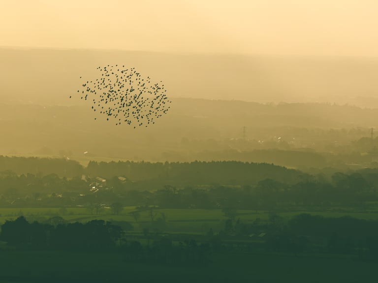a flock of birds flying over green and warmly lit fields
