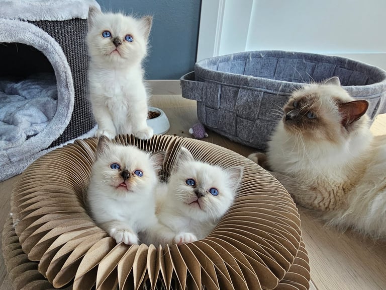 Hellig Birma kattunger blåmasket brunmasket GIC Gaustatoppens Lady Jessica Rose Admiral Gyldenløve