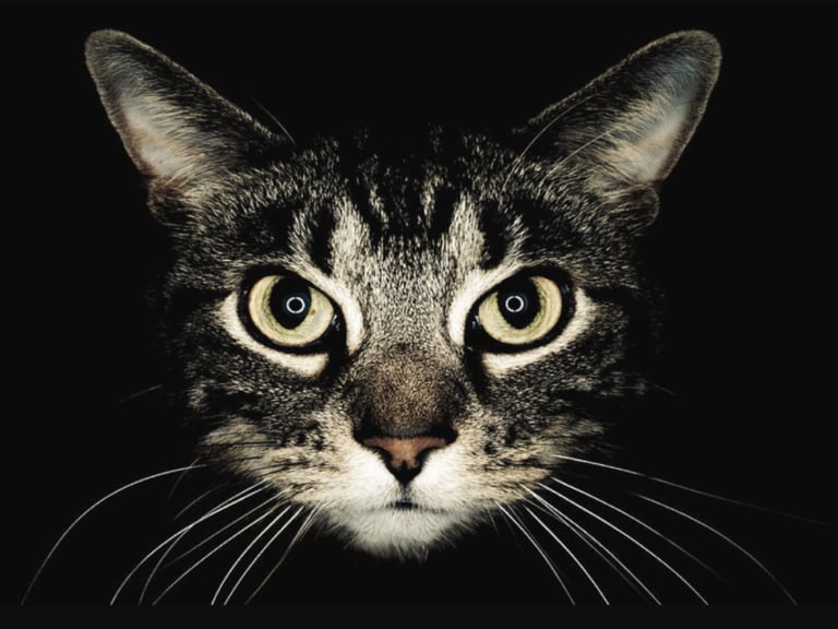 cat engaging internet pic