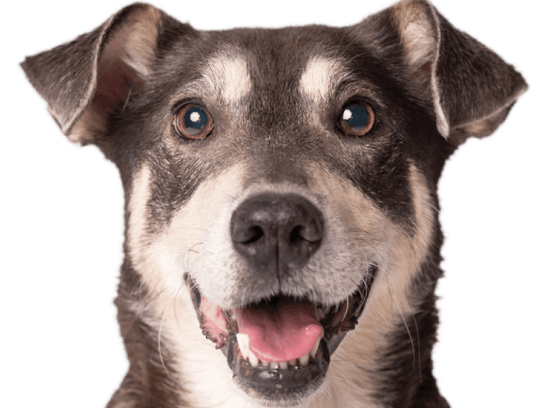 dog happy internet pic
