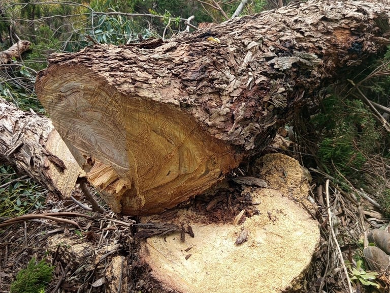 a tree that has been cut down and is being taken apart