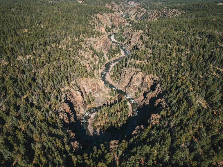 Overhead drone perspective of a rugged Colorado river canyon winding through dense pine forest, crisp high-altitude sunlight casting sharp shadows, desaturated earth tones.