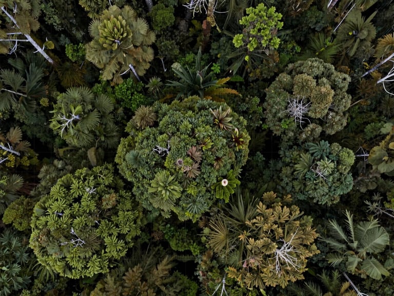 Top-down aerial orthomosaic of a regenerating Andean cloud forest canopy in Antioquia, high-contrast natural daylight, dense green textures, georeferenced grid overlay.