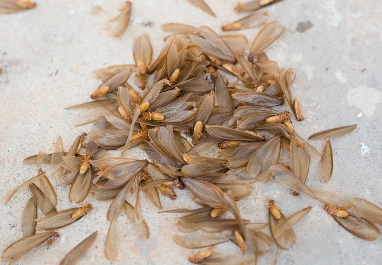 termites