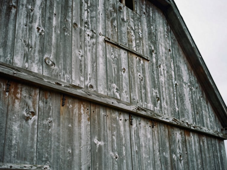 Extreme close-up of weathered vertical wood siding on a Maryland tobacco barn, showing deep grain, silver-gray texture, and hand-forged iron nails, soft overcast light