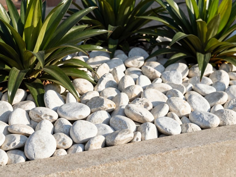 Clean white river rock landscaping bed with dark green tropical plants, sharp concrete border, bright morning light, 35mm