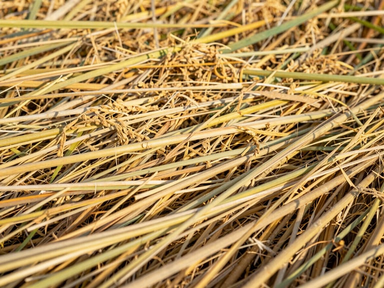 Close-up of dense, textured golden-brown urea-treated paddy straw feed, detailed fibers, bright morning sun, 35mm photography
