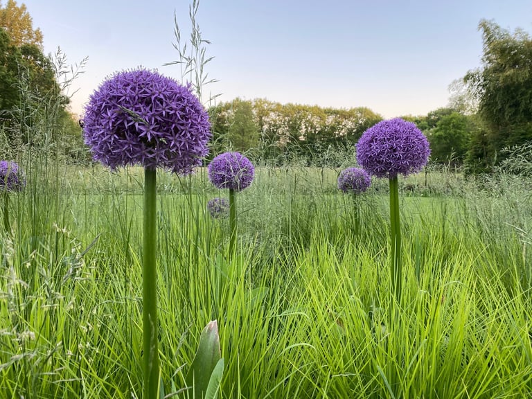 sierui en siergras in de border