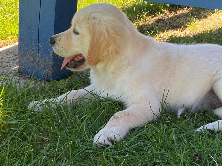 A happy looking golden retriever puppy is lying down with her tongue out
