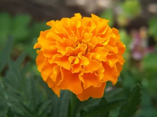 Orange marigold flower
