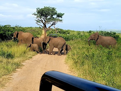 Hluhluwe-imfolozi park day outing from Albizia self catering tents in Hluhluwe
