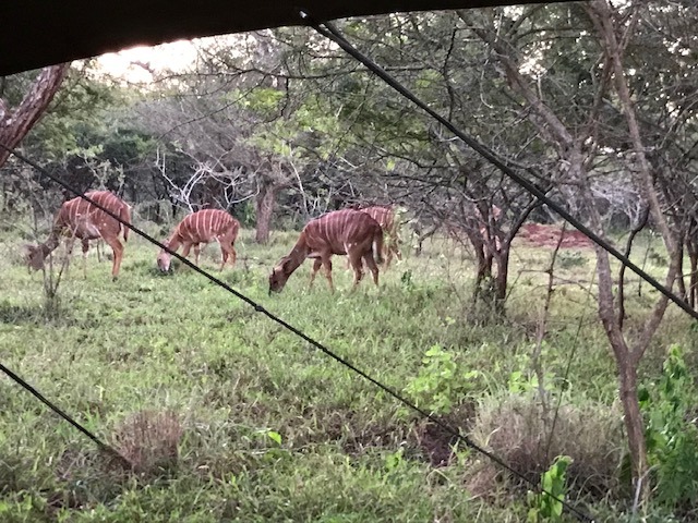 Nyala grazing next to a self catering glamping tent at Albizia camp in Hluhluwe