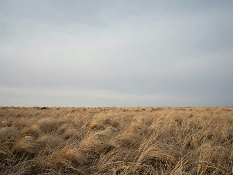 Wide panoramic shot of a sparse prairie landscape under an overcast, soft grey sky, low horizon, dry grass swaying gently.