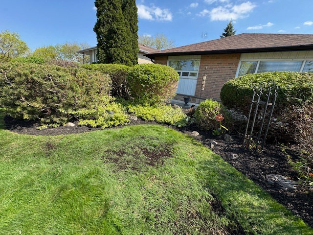Shrubs and hedges trimmed in toronto