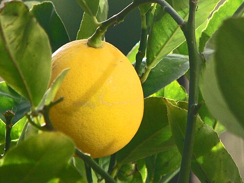 a meyer lemon on branch against leaves