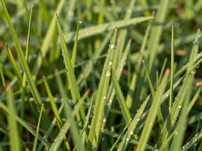 Low-angle close-up of vibrant green grass blades covered in morning dew, sharp details, shallow depth of field, 35mm