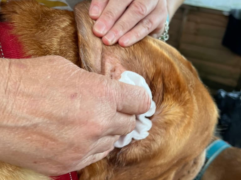 Step 5: Wiping out the loosened debris and excess fluid from the outer ear.