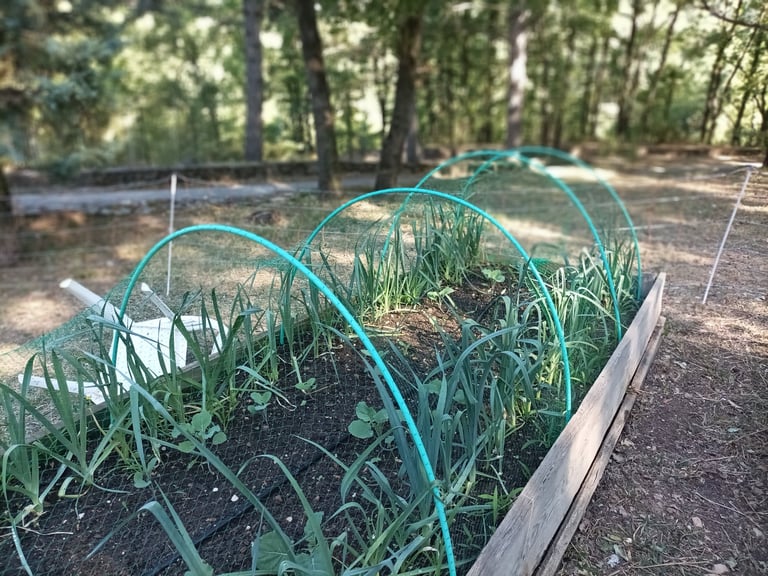 Leeks and Broccoli