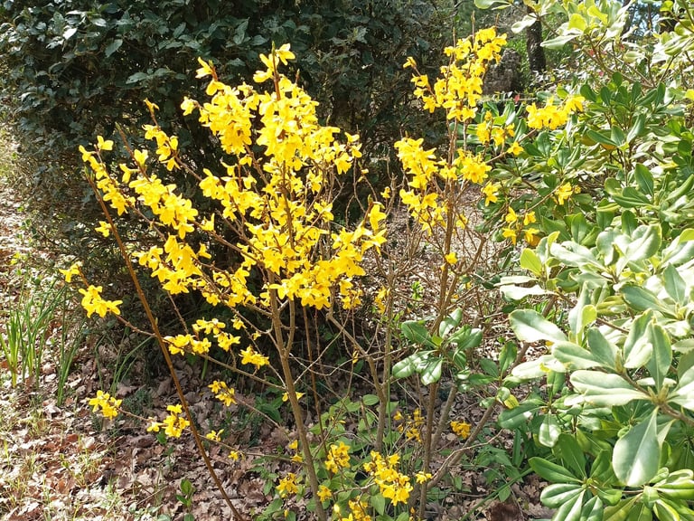 Garden forsythia