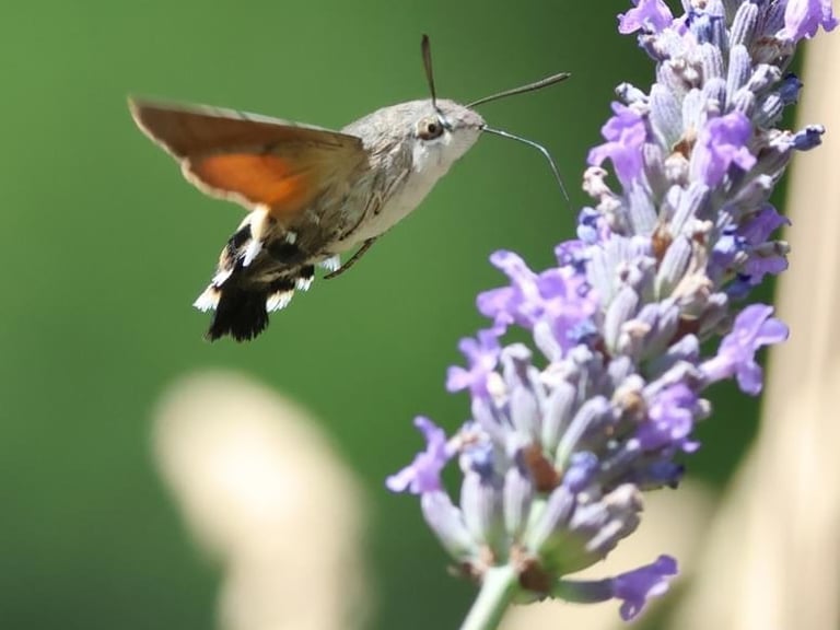 Hummingbird hawk moth