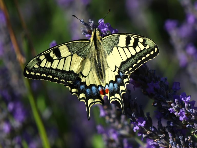 The Swallowtail butterfly