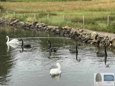 Ty Bayon Meublé de tourisme 4 étoiles : Rythme des cygnes