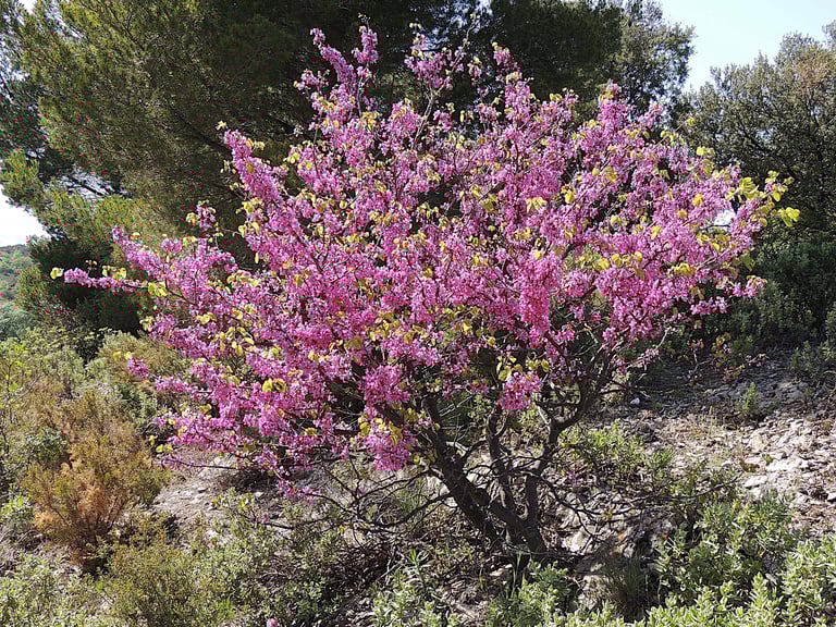 Cercis en fleurs - symbole du sud