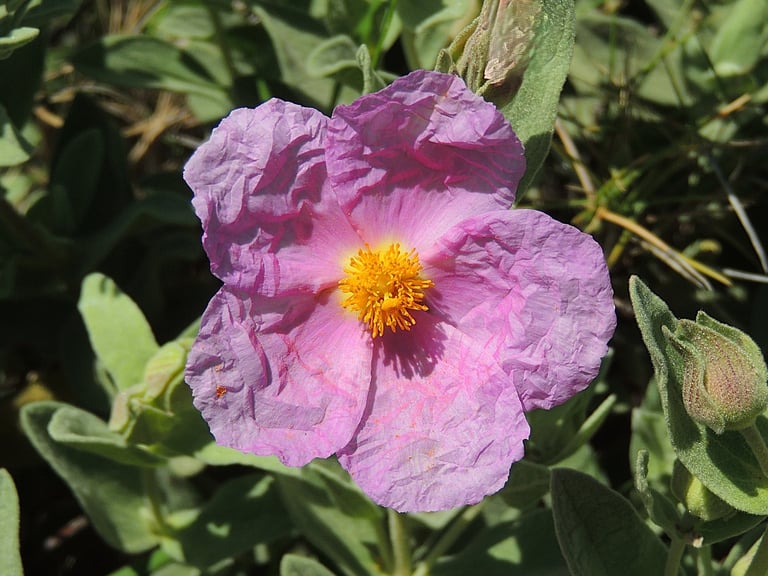 Ciste - une fleur de soie