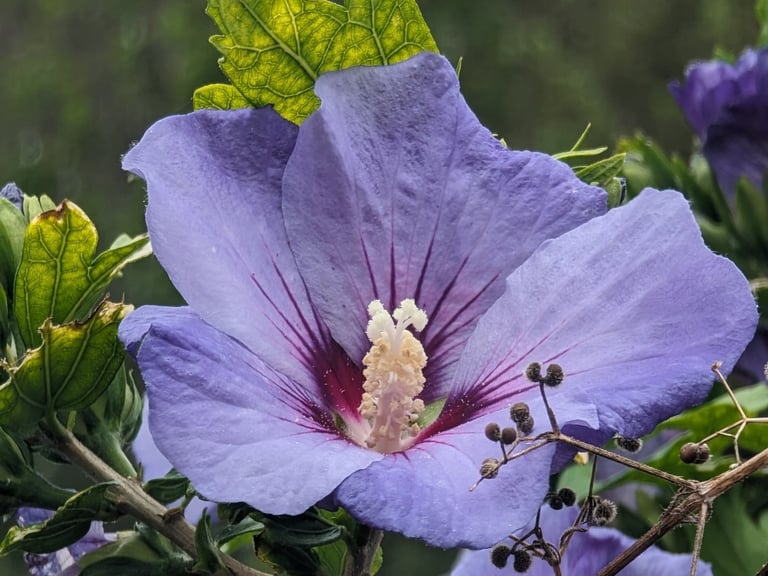Hibiscus à la fleur d'un mauve délicat  avec un coeur  de feu d'artifice