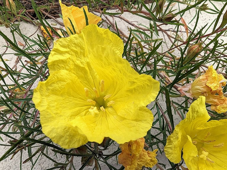 Oenothère jaune très résistante à la sécheresse  et la chaleur