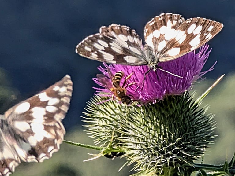 Papillon sur fleur de Chardon