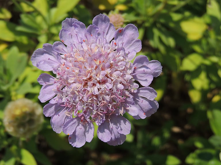 Scabieuse - fleur à fois simple et complexe