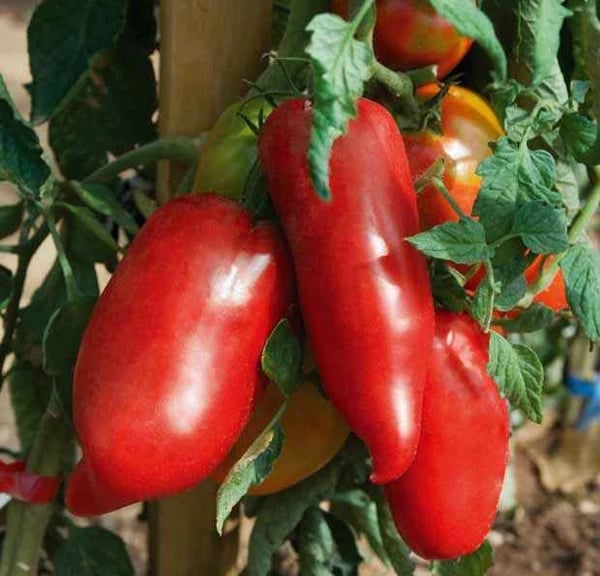 Tomate Andine cornue - une des meilleures tomates anciennes