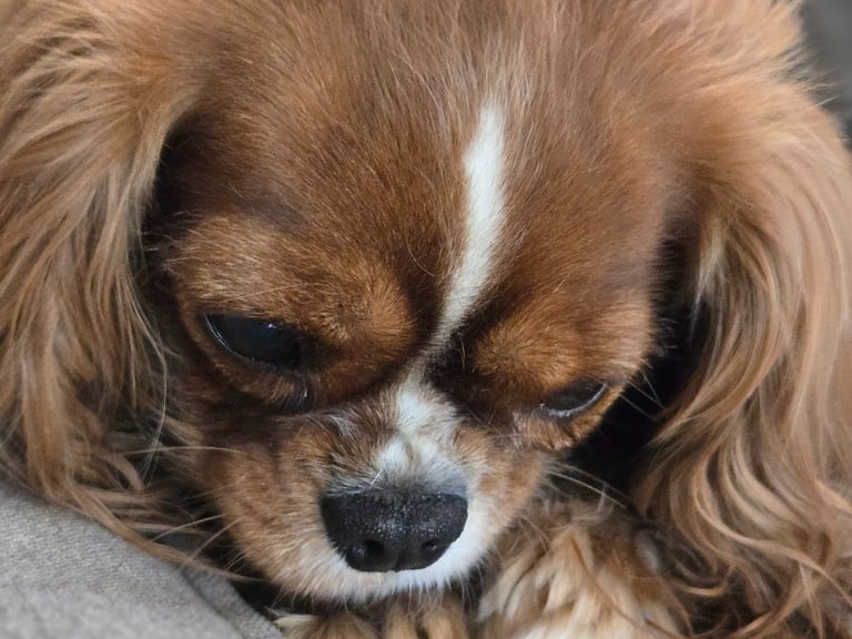Cupcake our family dog inspired the name Calm Cupcake Organizing