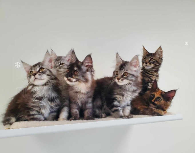 chaton maine coon