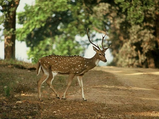Spotted deer with antlers walking on a dirt path in Panna Tiger Reserve, Madhya Pradesh
