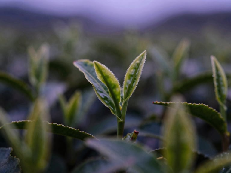 Macro close-up of green tea leaves, moody editorial photography, soft purple ambient twilight, shallow depth of field